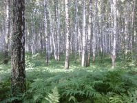 Борьба с преступлениями в лесоспромышленном комплексе продолжается