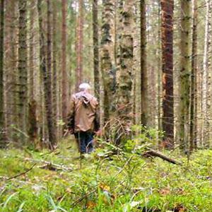 В Лесосибирске полицейские и спасатели нашли пропавшего в лесу пожилого мужчину